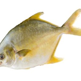 POMFRET FISH 400-600G 1PC